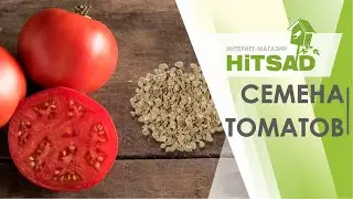 КАК ПРАВИЛЬНО СОБРАТЬ СЕМЕНА ТОМАТОВ НА РАССАДУ -  секретные материалы