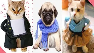 Funny lovely cute pets at home | Cats and Dogs 02 🐱 🐶