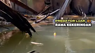 PANIK...!!!PREDATOR LIAR DI RAWA KEKERINGAN YANG BIKIN PEMANCING TERASA GEMETAR