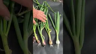 Results of damage to bulb onions by Allium leaf miner