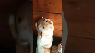 тусовка