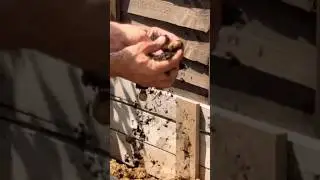 From garden to plate