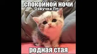 😇#озвучка #котики