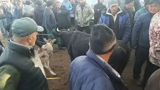 Давоми..........Коргонтепа хайвон бозори Факат сотилганлари 27.11.2023.
