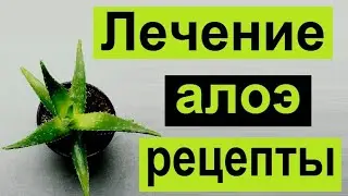 Лечение с помощью алоэ. Рецепты приготовления в домашних условиях.