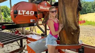 Mystery LOG on the Sawmill! (Can you IDENTIFY this tree?!)