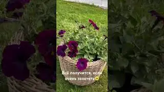 Мои петунии. Наконец-то получилось их вырастить. И это ещё не все. 