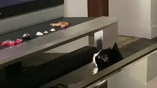 Google cat hypnotizes Spooky 