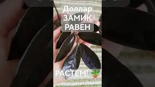 Мои Замики-Грин, Равен 
