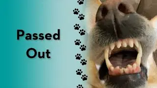 Does your dog sleep like this? 
