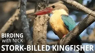 Stork-billed Kingfisher call | Pelargopsis capensis