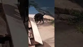 Esse Nubinho fica doido pra sair.