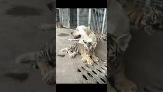 Tiger 231