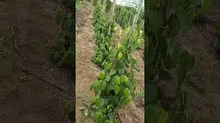 Desbrota da moringa na pimenta