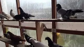 Ещё один отсек на племя.