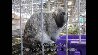Rabbit Breeds and Breed ID Practice