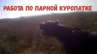 Натаска собак. Дратхаар Мина, работа по парной куропатке.