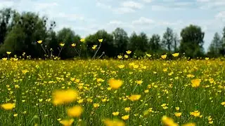 Жизнерадостное пение птиц на лугу для релаксации