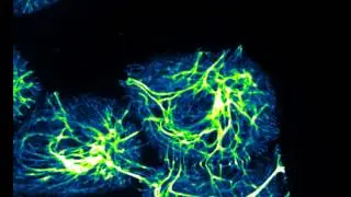 Live-cell imaging of keratinocytes