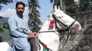 نیزہ بازی ہری پور2023