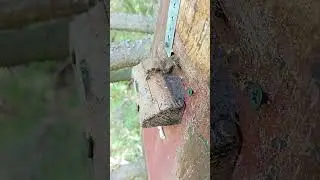 Пчелы в лесной ловушке.