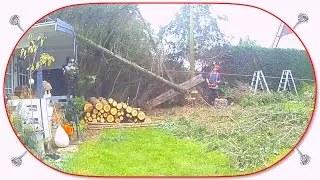 Baum fällen