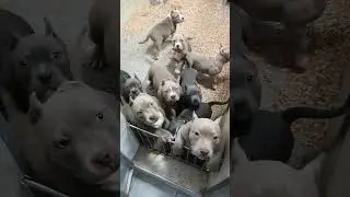 puppies american bully pocket available for sale. bloodline bigdogs România KENNEL