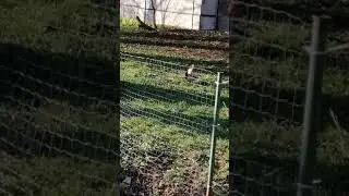 Уточки