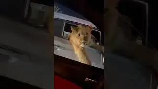 Обычный день в Дубае😺 #shorts #dubai #animals #funny