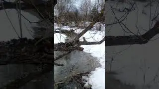 Весна в Подмосковье.Март 2023