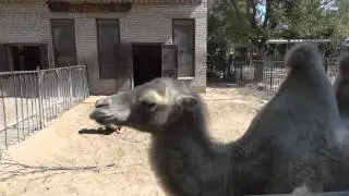 Bactrian camel✅Camelus bactrianus🐫Двугорбый верблюд