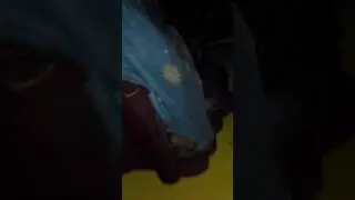 Remaja mesum (parodi)