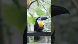 Channel Billed Toucan 
