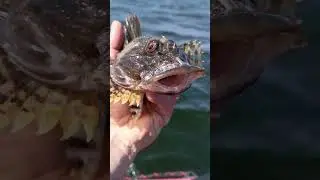 страшная рыба с рогами 