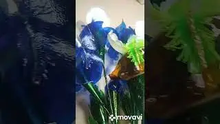 Ирис бородатый 🥀 Букет 