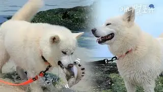제주에는 물질하는 해녀 개가 있다?! 바다에서 문어 물어다 주는 강아지 ㅋㅋ | KBS 생생정보 230523 방송