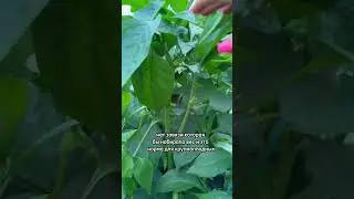 Не удалила коронный цветок на перце. Что получилось #дачныесоветы #дачасадогород #дача