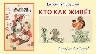 Евгений Чарушин. КТО КАК ЖИВЁТ: ЗАЯЦ. БЕЛКА. Малышам 4+