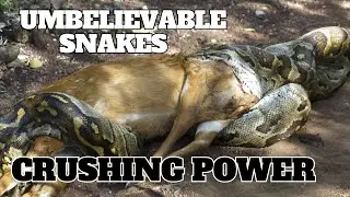 5 Powerful Constrictors and Their Impressive Hunting Skills! 🐍