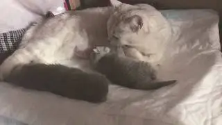 Кошка умывает котят🐱🐱