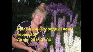 Маленький Огородик Елены Тереховой -  Лилии 2016.07.04