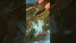 Дикий волжский САРАТОВСКИЙ🦞 #ракиоки #раки #живыераки #еда #крабы #вареныераки #food #moscow
