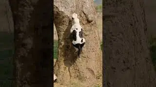 Pitbull Dog Climbed on Tree 🌳 Pitbull Dog Jump 👹 #shorts #dog #pitbull