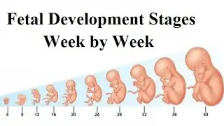 Fertilization, Overian Cycle, Menstruation,Featus growth and development, uterine life, Pregnancy,