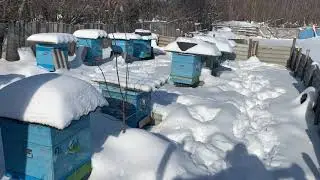 Зимовка пчёл на улице. Февраль 2021