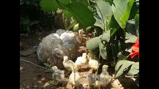 NACIMIENTO DE PAVOS BEBES (GUAJOLOTES)