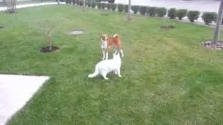 Басенджи и кот играют