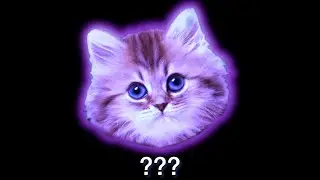 17 Kitten 