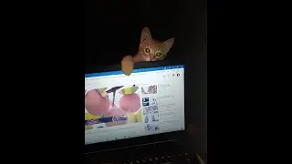 Кот  