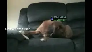 Шварц и кость (Asterios x5)